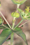 Greater Florida spurge